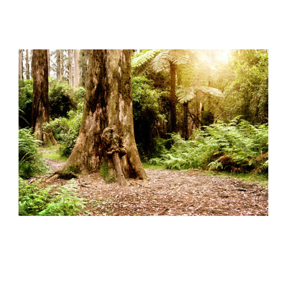 Fern Forest Path - Kaye Trathen