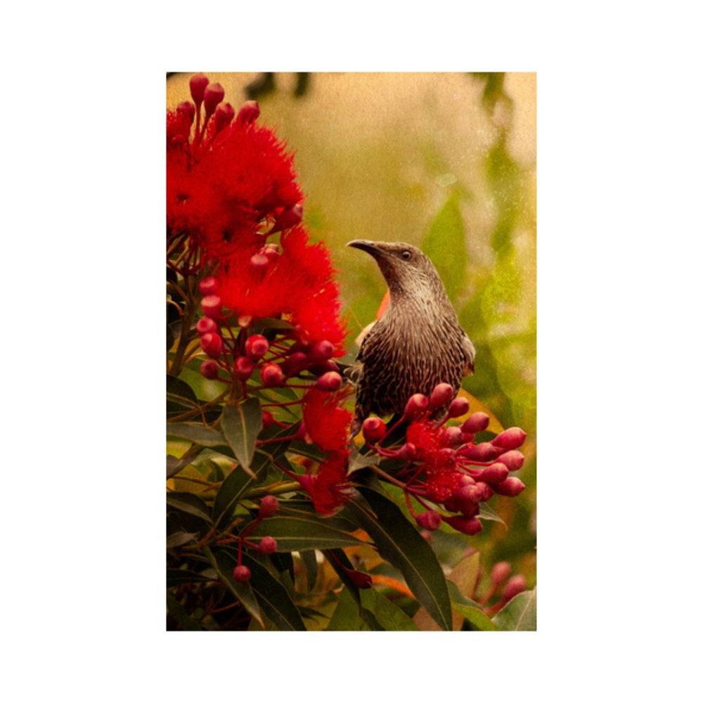 Wattle Noise - Kaye Trathen