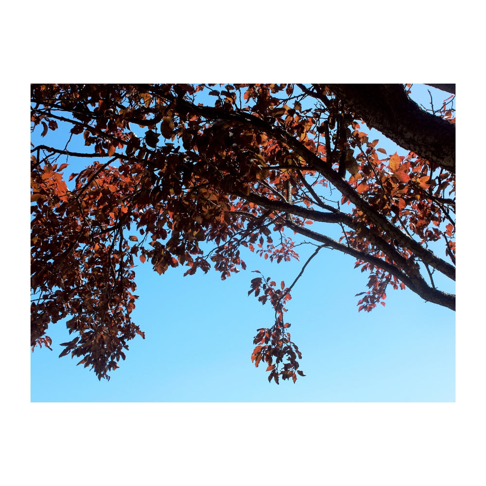 Trees in Autumn - Cassice Watson - Focus Exhibition