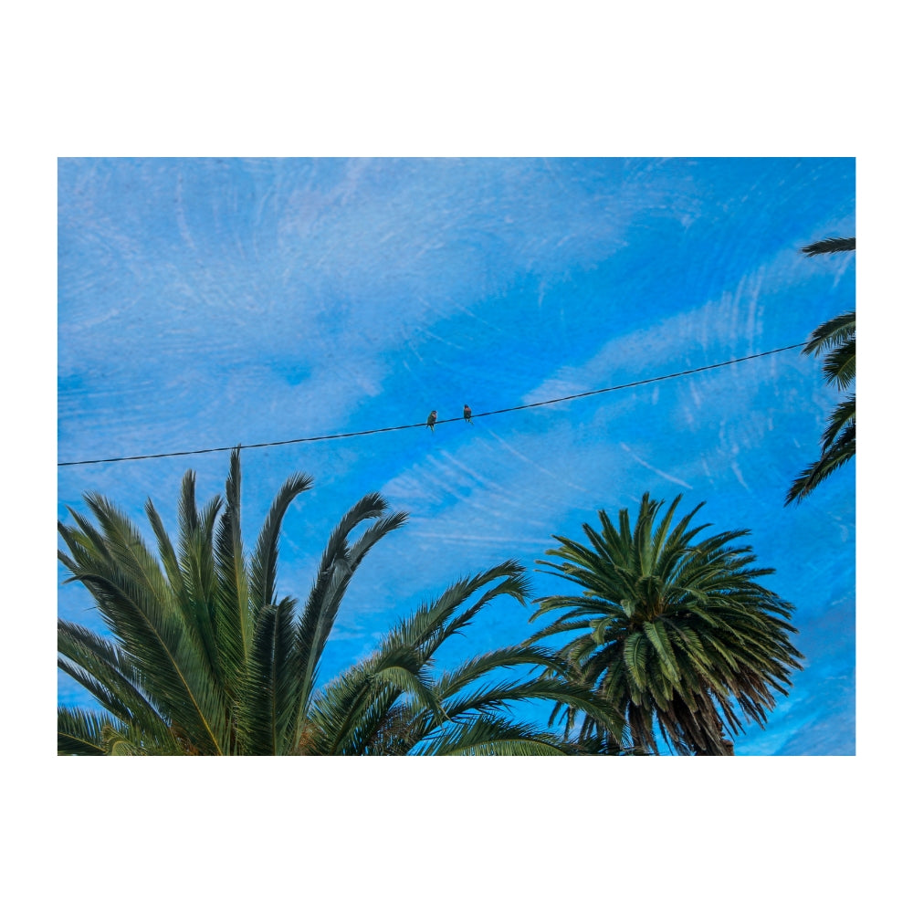 Dancing on a Wire -  Courtney Tonkin - Focus Exhibition