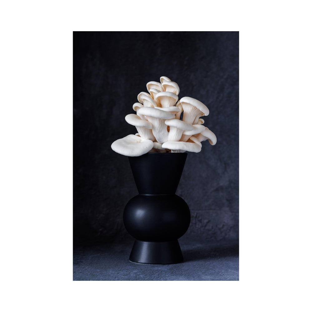 Fungi in Bloom - Sally Paterson